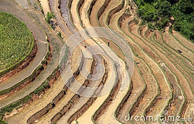 Terraced rice fields in Vietnam Stock Photo