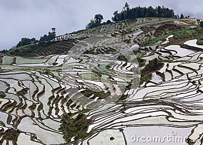 Terraced rice fields in Yuanyang county, Yunnan, China Stock Photo