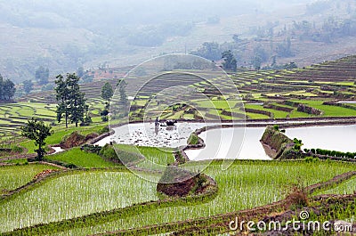 Terraced rice fields in Yuanyang county, Yunnan, China Stock Photo