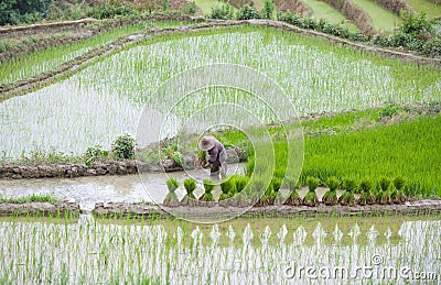 Terraced rice fields in Yuanyang county, Yunnan, China Editorial Stock Photo