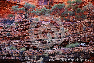 Terraced vegetation of Australian Kings Canyon Stock Photo