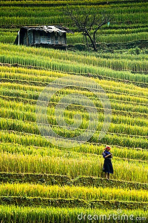 Terraces rice fields on mountain in Northwest of Vietnam Editorial Stock Photo