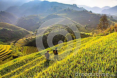Terraces rice fields on mountain in Northwest of Vietnam Editorial Stock Photo
