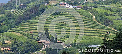 Terracing for cultivation of the vine in a hill in Italy Stock Photo