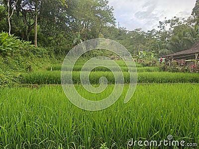 Terracing Rice Field Stock Photo