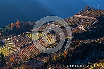 Terracing vineyard on the hill Stock Photo