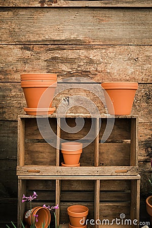 Terracota flower pots on old wooden shelves. Stock Photo