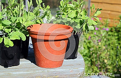 Terracotta flower pot. Stock Photo