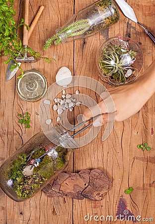 Terrarium gardenig Stock Photo