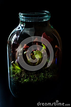 Terrarium made in a jar with carnivore plants Stock Photo