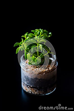 Terrarium made in a jar with succulent plants Stock Photo