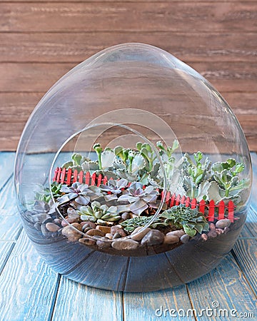 Terrarium, plant glass Stock Photo