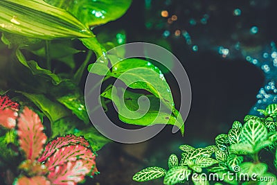 Terrarium Tropical forest Green leaves close up raindrop blued r Stock Photo