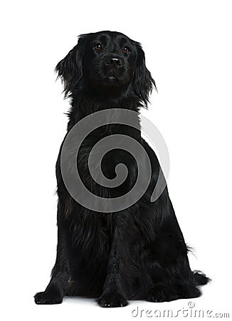 Terre neuve dog, 3 years old, sitting Stock Photo