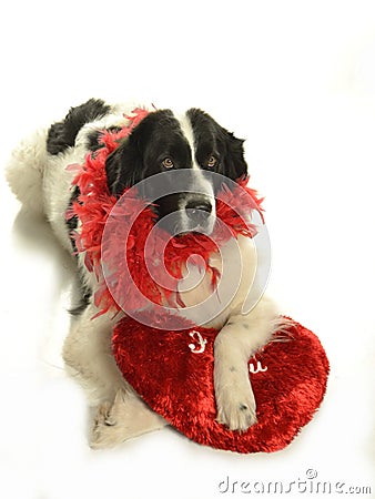 Terre neuve newfounland dog love st valentin romantic landseer Stock Photo