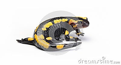 Fire newt or salamander Salamandra salamandra Stock Photo