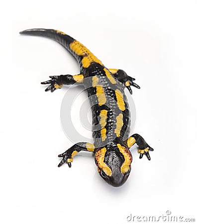 Fire newt or salamander Salamandra salamandra Stock Photo