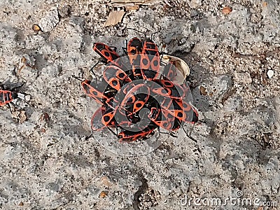 Beetle-soldier or wingless wingless Stock Photo