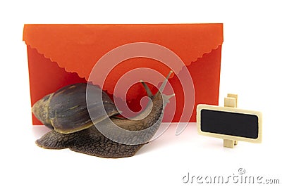 Terrestrial snail in front of red envelope Stock Photo