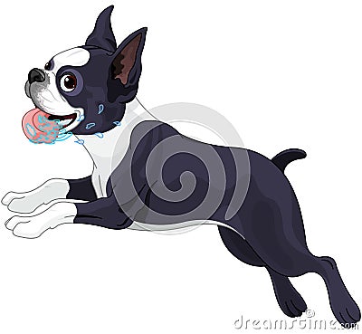 Terrier Boston Vector Illustration