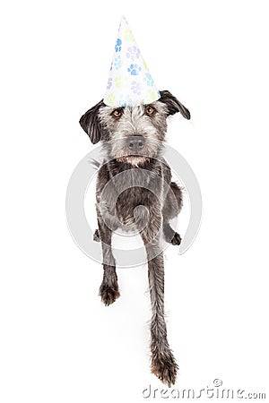 Terrier Dog Wearing Pawprint Party Hat Stock Photo