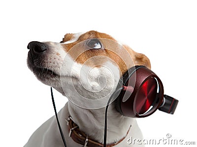 Terrier listening to music on headphones Stock Photo