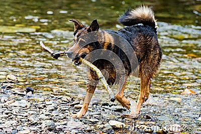 Terrier mixed breed dog playing in the water Stock Photo