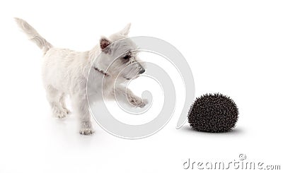 Terrier playing with 3d hedge hog Stock Photo