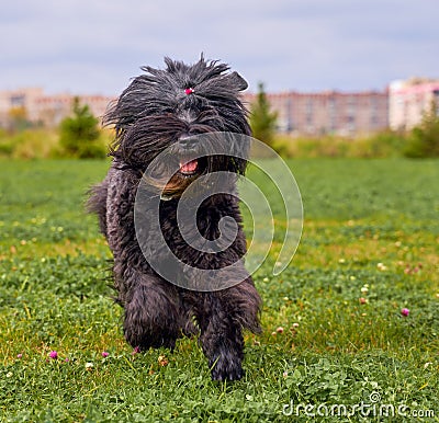 Terrier Zordan Black runs across field meadow Stock Photo
