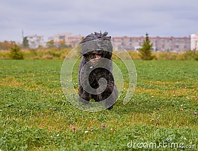 Terrier Zordan Black runs across field meadow Stock Photo