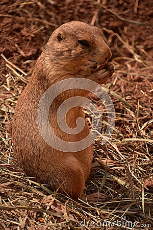 Terrific Close Up of a Black Tailed Prairie Dog Stock Photo