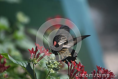 Terrific Up Close Butterfly in a Garden Stock Photo