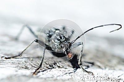 Terrifying black beetle Stock Photo