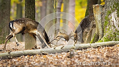 Territorial fallow deer stags fighting in forest in autumn. Stock Photo