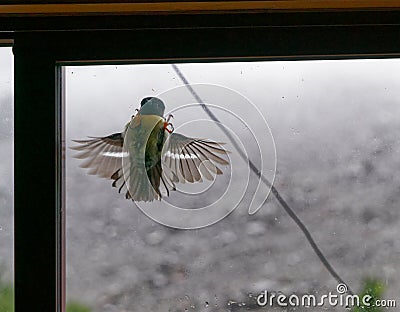 Male south island tomtit attacking a rival, his own reflection in a window, Nelson Lakes National Park, Aotearoa / New Zealand Stock Photo