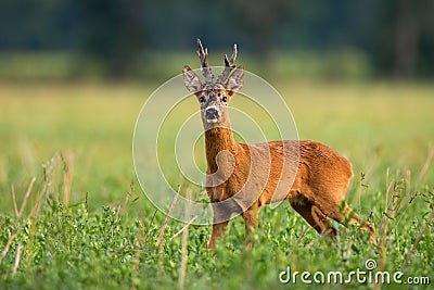 Territorial roe deer buck looking into camera on green field in summer nature Stock Photo