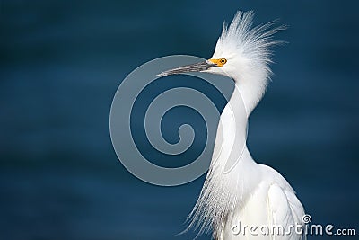 Territorial Snowy Egret Stock Photo