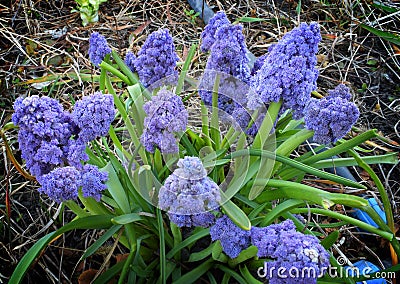 Terry Blue Muscari Stock Photo