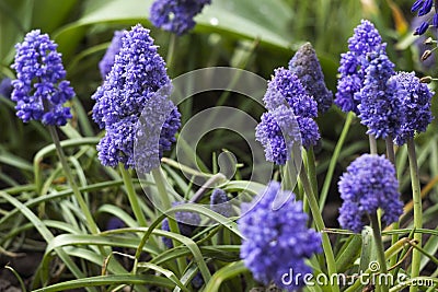 Terry muscari Fantasy Creation - blue muscari, grape hyacinths. Beautiful spring flowers blooms in the flowerbed, blurred Stock Photo