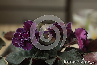 Terry violet volumetric indoor violet with a lilac border. Grade Ward Brown. Stock Photo