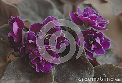 Terry violet volumetric indoor violet with a lilac border. Grade Ward Brown. Stock Photo