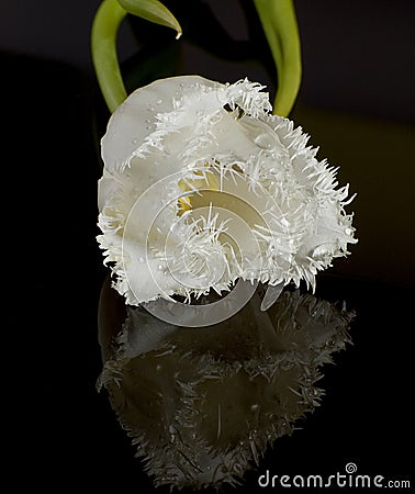 Terry white tulip flower with reflection. Stock Photo