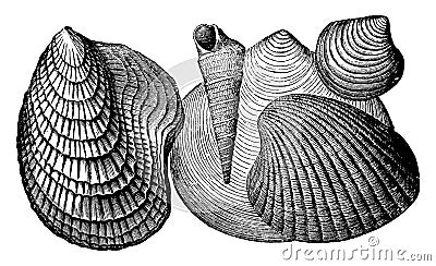 Tertiary Invertebrates, vintage illustration Vector Illustration