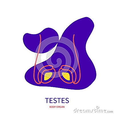 Testes endocrine and male reproductive systems body organ outline icon Vector Illustration