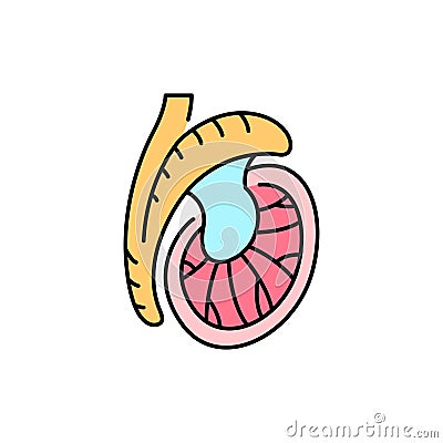 Testicle olor line icon. Male reproductive gland. Pictogram for web page, mobile app, promo. Vector Illustration