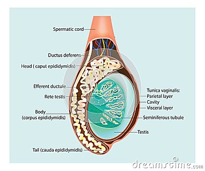 Illustration of a cross section of the testis. Epididymis Vector Illustration