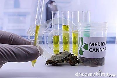 Testing marijuana buds for the extraction of cannabis oil Editorial Stock Photo