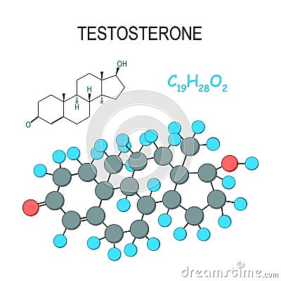 Testosterone. Chemical structural formula and model of molecule. C19H28O2 Vector Illustration