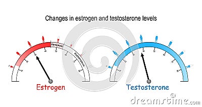 Testosterone and estrogen hormones level Vector Illustration