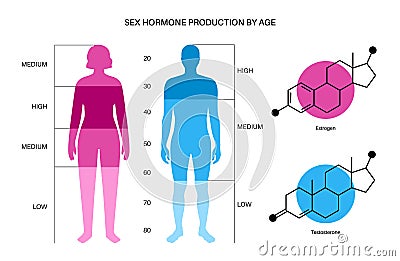 Testosterone estrogen level Vector Illustration